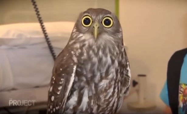 Shocked owl Blank Meme Template
