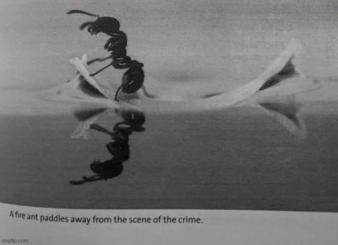 it's raining | image tagged in a fire ant paddles away from the scene of the crime | made w/ Imgflip meme maker