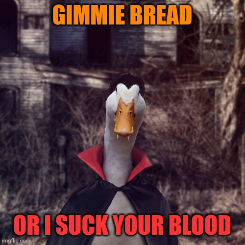 VAMPIRE DUCK | GIMMIE BREAD; OR I SUCK YOUR BLOOD | image tagged in duck,ducks,vampire,spooktober | made w/ Imgflip meme maker