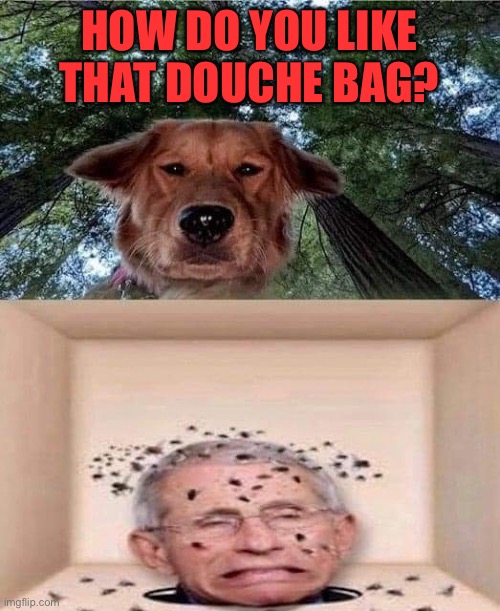 Fauci gets the Beagle treatment | HOW DO YOU LIKE THAT DOUCHE BAG? | image tagged in fauci gets the beagle treatment | made w/ Imgflip meme maker