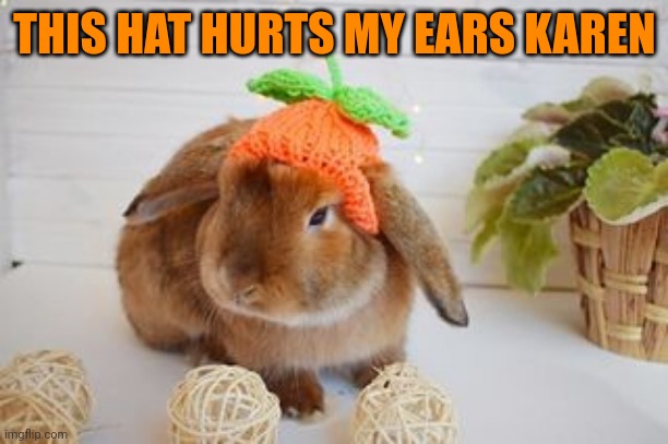 BUNNY DIDN'T LIKE THAT PUMPKIN HAT | THIS HAT HURTS MY EARS KAREN | image tagged in bunny,rabbit,pumpkin,halloween,spooktober | made w/ Imgflip meme maker