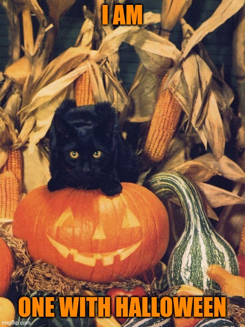 BLACK CAT OWNS HALLOWEEN | I AM; ONE WITH HALLOWEEN | image tagged in cats,funny cats,halloween,spooktober | made w/ Imgflip meme maker