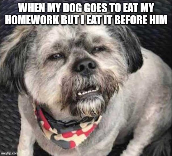 confused dog |  WHEN MY DOG GOES TO EAT MY HOMEWORK BUT I EAT IT BEFORE HIM | image tagged in confused dog | made w/ Imgflip meme maker