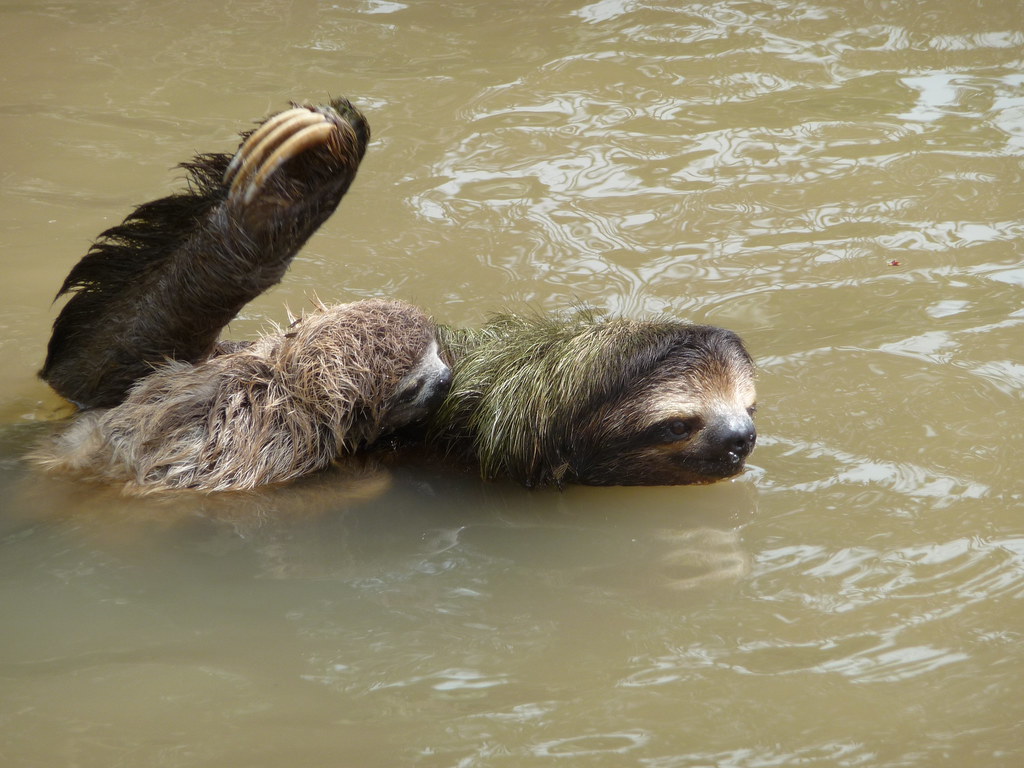 Swamp sloth Blank Meme Template