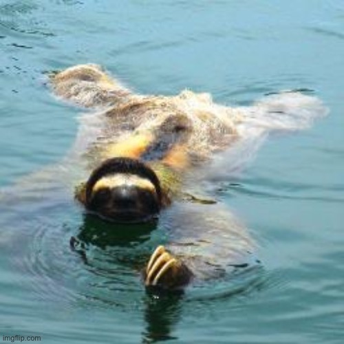 Swamp sloth | image tagged in swamp sloth | made w/ Imgflip meme maker