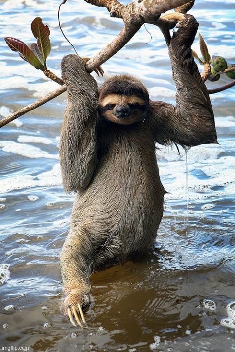 Swamp sloth | image tagged in swamp sloth | made w/ Imgflip meme maker