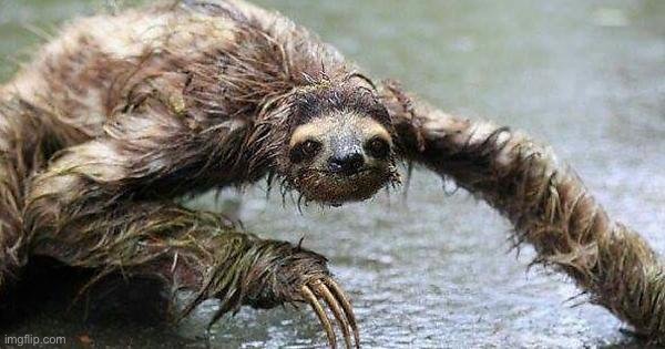 Swamp sloth | image tagged in swamp sloth | made w/ Imgflip meme maker