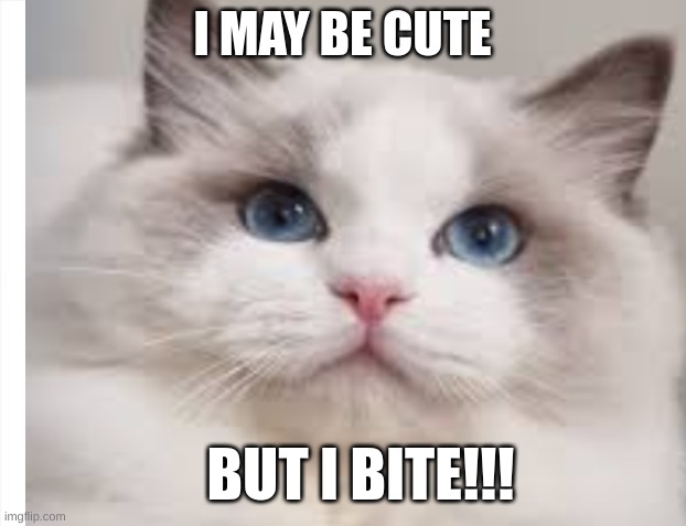 I'm not one to mess with | I MAY BE CUTE; BUT I BITE!!! | image tagged in memes | made w/ Imgflip meme maker