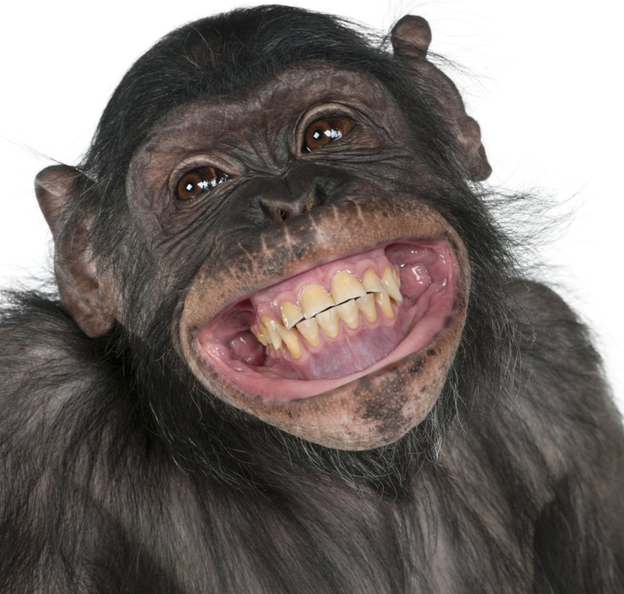 Monke Blank Meme Template