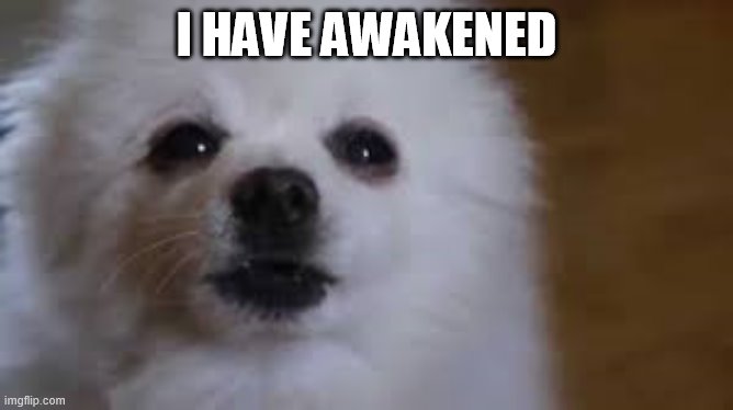Gabe the dog | I HAVE AWAKENED | image tagged in gabe the dog | made w/ Imgflip meme maker