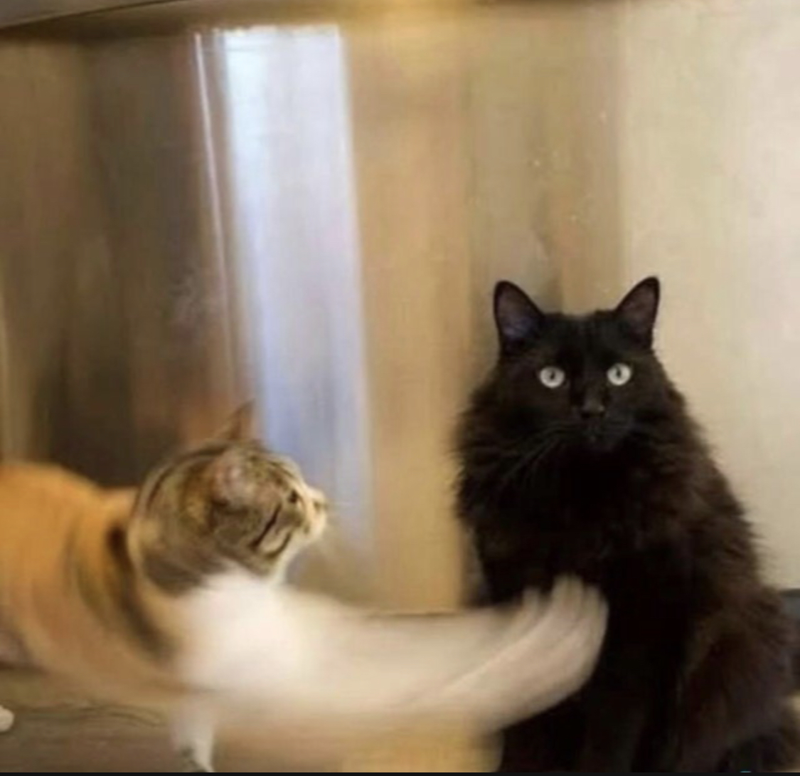 Cat punching CAT Blank Meme Template