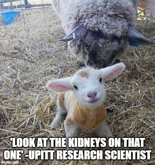 lamb | 'LOOK AT THE KIDNEYS ON THAT ONE' -UPITT RESEARCH SCIENTIST | image tagged in politics | made w/ Imgflip meme maker