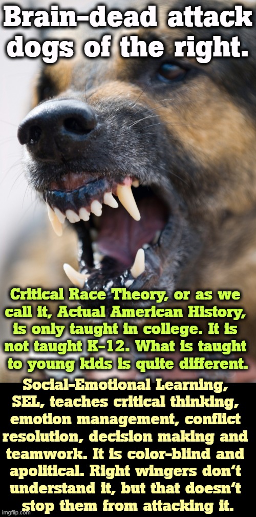 Conservatives not knowing what they're talking about. What else is new? | Brain-dead attack dogs of the right. Critical Race Theory, or as we 
call it, Actual American History, 
is only taught in college. It is 
not taught K-12. What is taught 
to young kids is quite different. Social-Emotional Learning, 
SEL, teaches critical thinking, 
emotion management, conflict 
resolution, decision making and 
teamwork. It is color-blind and 
apolitical. Right wingers don't 
understand it, but that doesn't 
stop them from attacking it. | image tagged in brain dead,attacks,conservatives,right wing,idiots | made w/ Imgflip meme maker