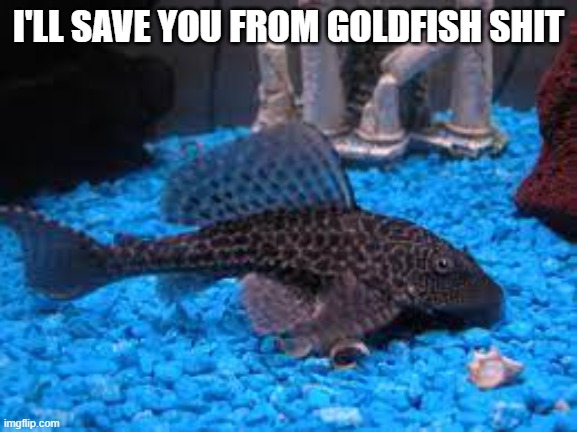 Pleco. |  I'LL SAVE YOU FROM GOLDFISH SHIT | image tagged in funny memes,thanks,goldfish,meme,funny | made w/ Imgflip meme maker