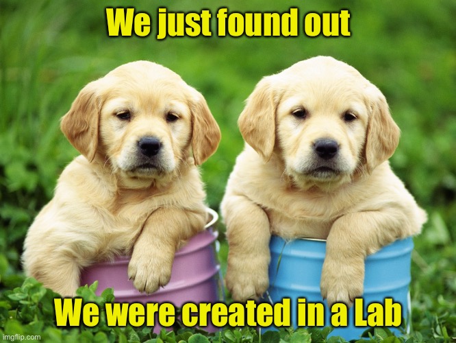 Labrador Puppies | We just found out; We were created in a Lab | image tagged in labrador,puppies | made w/ Imgflip meme maker