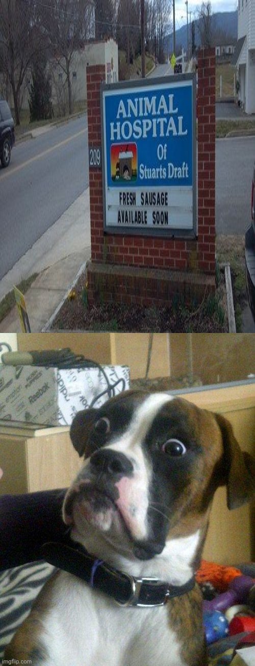Animal hospital sign fail: Fresh sausage available soon | image tagged in blankie the shocked dog,you had one job,you had one job just the one,animal,funny,memes | made w/ Imgflip meme maker