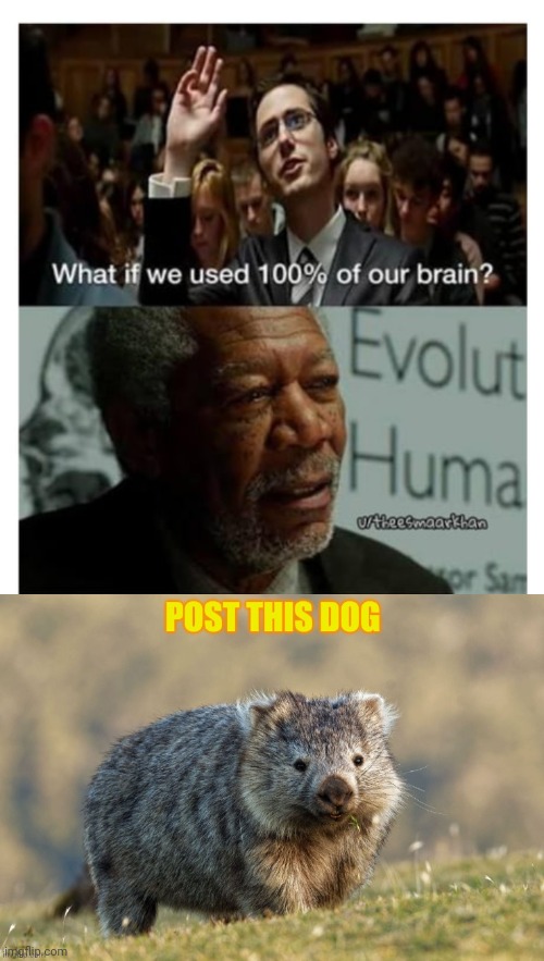 This is huge brain time | image tagged in big brain,huge brain,100 percent of brain,post this dog,doggo week | made w/ Imgflip meme maker