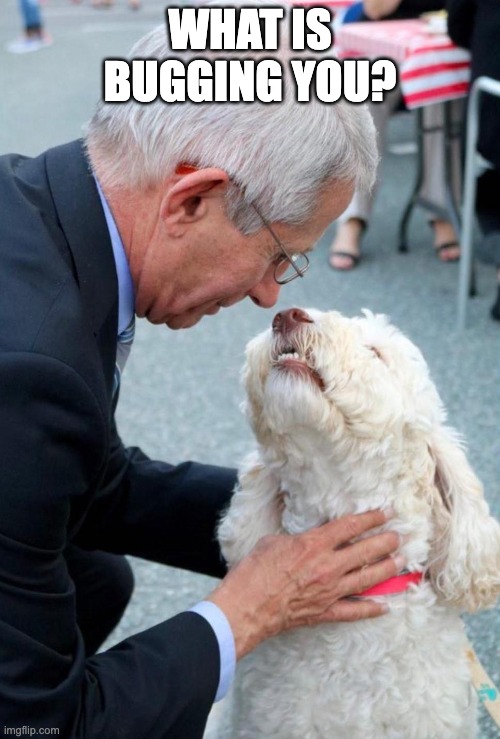 Fauci with dog | WHAT IS BUGGING YOU? | image tagged in fauci with dog | made w/ Imgflip meme maker