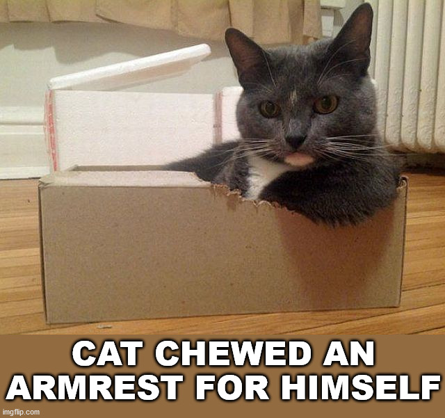 CAT CHEWED AN ARMREST FOR HIMSELF | image tagged in cats | made w/ Imgflip meme maker