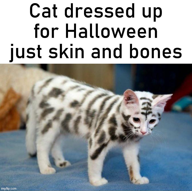 Cat dressed up for Halloween just skin and bones | image tagged in cats | made w/ Imgflip meme maker