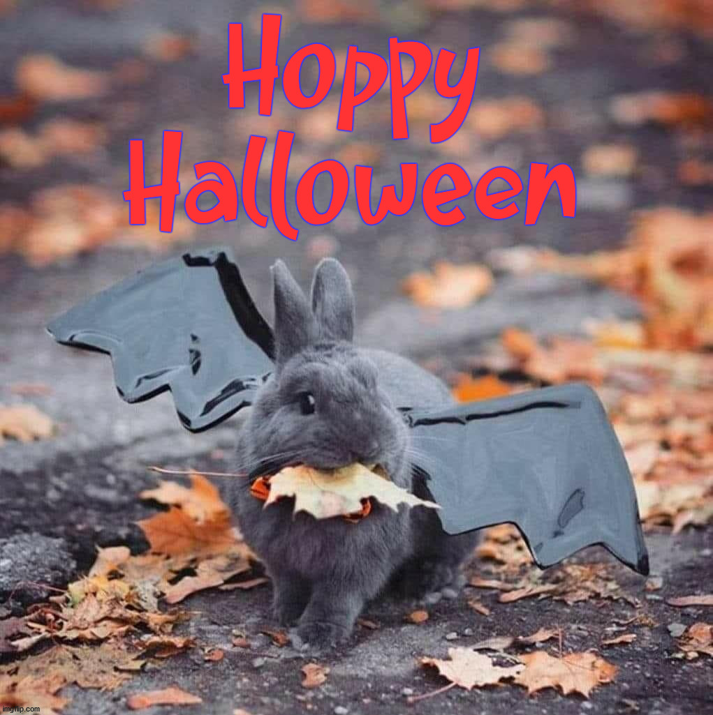 Hoppy
Halloween | image tagged in bunnies | made w/ Imgflip meme maker