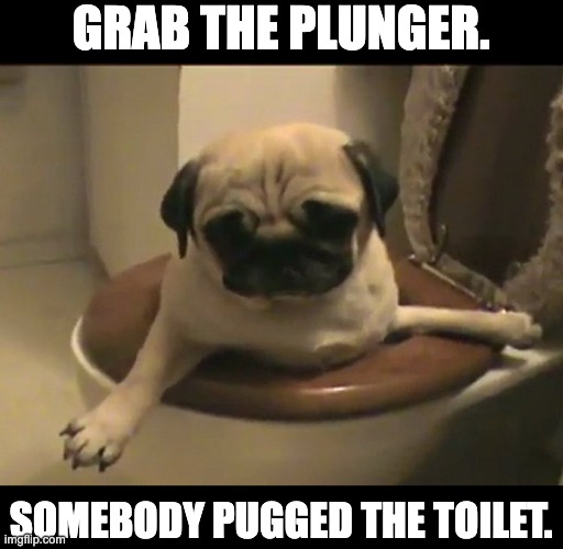 Pug | GRAB THE PLUNGER. SOMEBODY PUGGED THE TOILET. | image tagged in bad pun | made w/ Imgflip meme maker