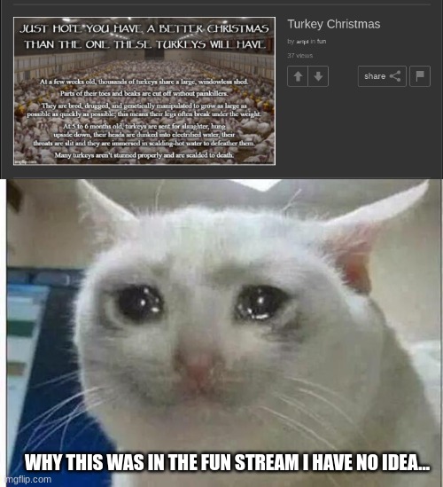 It's True But So depressing. The same with Chickens... | WHY THIS WAS IN THE FUN STREAM I HAVE NO IDEA... | image tagged in crying cat | made w/ Imgflip meme maker