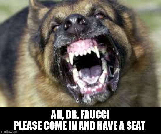 Angry Dog | AH, DR. FAUCCI
PLEASE COME IN AND HAVE A SEAT | image tagged in angry dog,dog/faucci | made w/ Imgflip meme maker