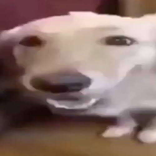 High Quality Butter dog Blank Meme Template