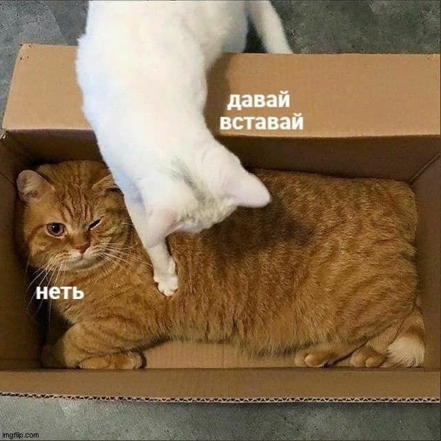Давай вставай! | давай 
вставай; неть | image tagged in russian memes,funny cat memes | made w/ Imgflip meme maker