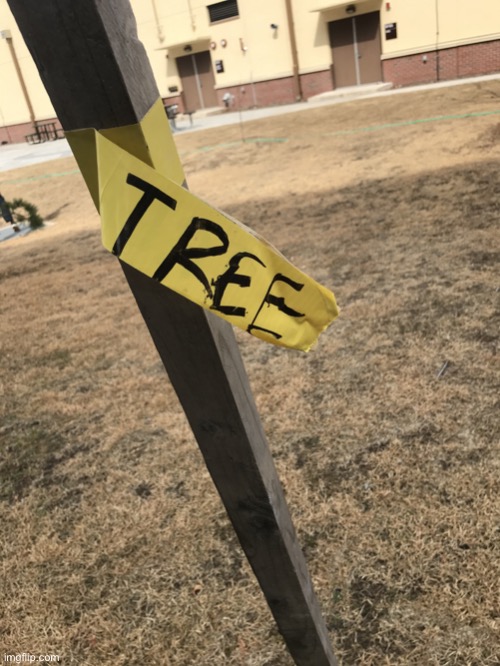 Tree | image tagged in tree | made w/ Imgflip meme maker