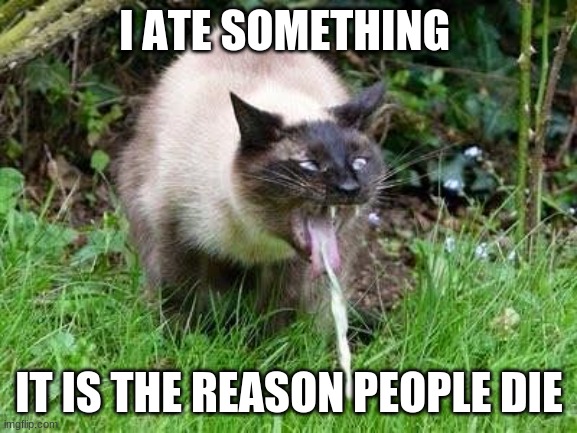 barf | I ATE SOMETHING; IT IS THE REASON PEOPLE DIE | image tagged in cat barfing | made w/ Imgflip meme maker