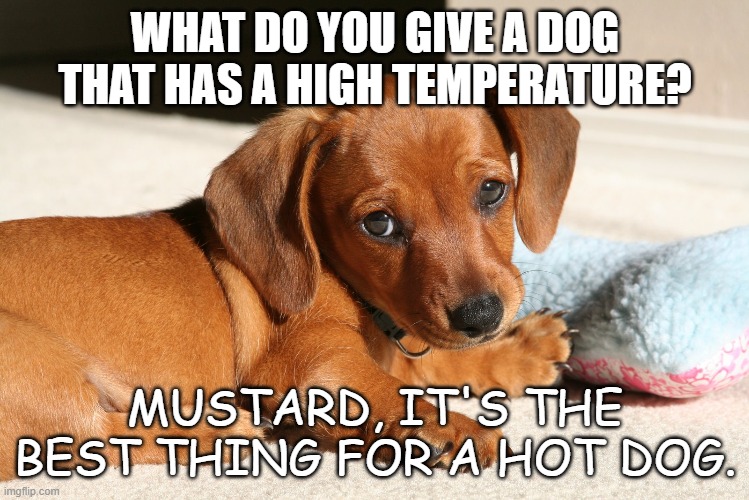 Daily Bad Dad Joke Oct 26 2021 | WHAT DO YOU GIVE A DOG THAT HAS A HIGH TEMPERATURE? MUSTARD, IT'S THE BEST THING FOR A HOT DOG. | image tagged in dog | made w/ Imgflip meme maker