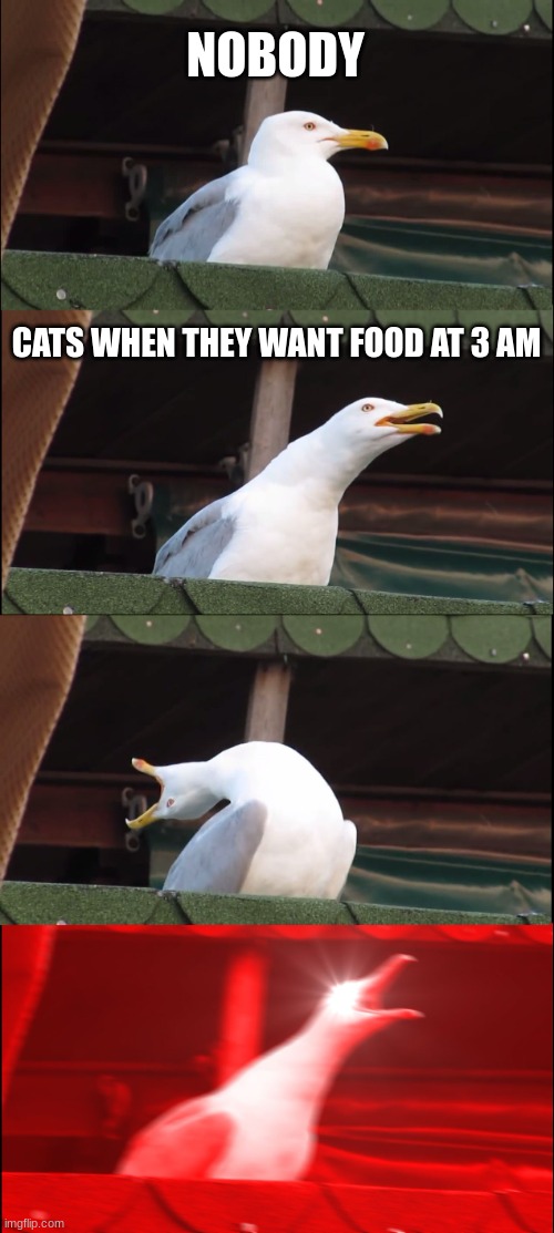 Inhaling Seagull | NOBODY; CATS WHEN THEY WANT FOOD AT 3 AM | image tagged in memes,inhaling seagull | made w/ Imgflip meme maker