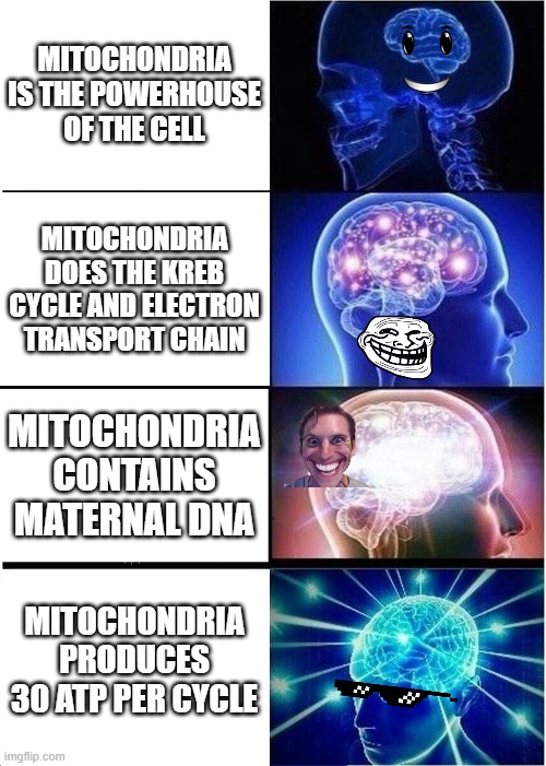 Expanding Brain Meme | MITOCHONDRIA IS THE POWERHOUSE OF THE CELL; MITOCHONDRIA DOES THE KREB CYCLE AND ELECTRON TRANSPORT CHAIN; MITOCHONDRIA CONTAINS MATERNAL DNA; MITOCHONDRIA PRODUCES 30 ATP PER CYCLE | image tagged in memes,expanding brain | made w/ Imgflip meme maker