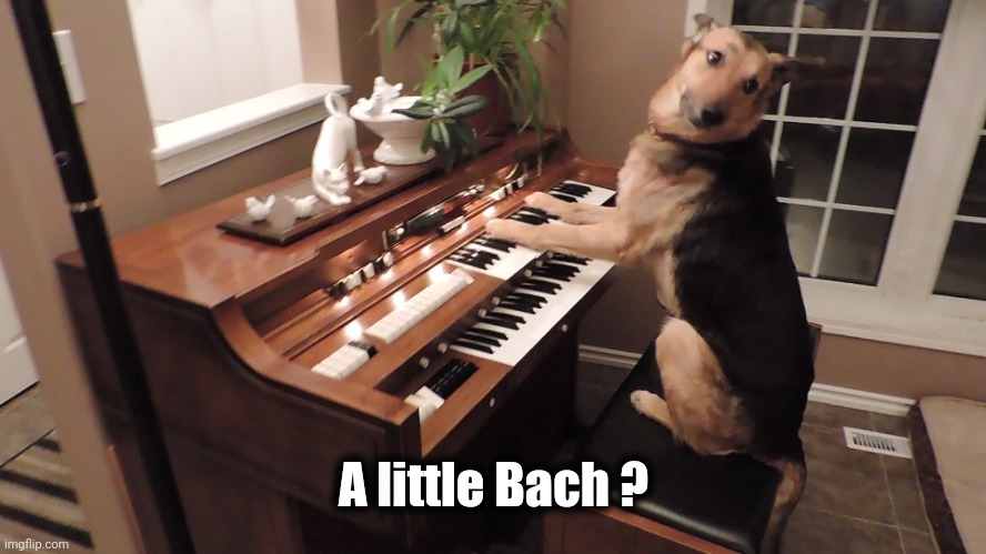 Dog playing organ | A little Bach ? | image tagged in dog playing organ | made w/ Imgflip meme maker