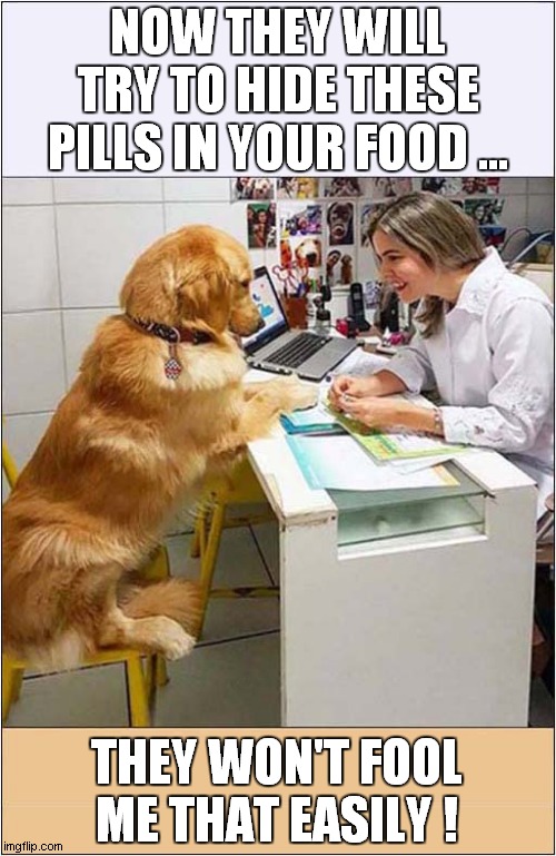 A Dog Visits The Vets | NOW THEY WILL TRY TO HIDE THESE PILLS IN YOUR FOOD ... THEY WON'T FOOL ME THAT EASILY ! | image tagged in dogs,vets,pills | made w/ Imgflip meme maker