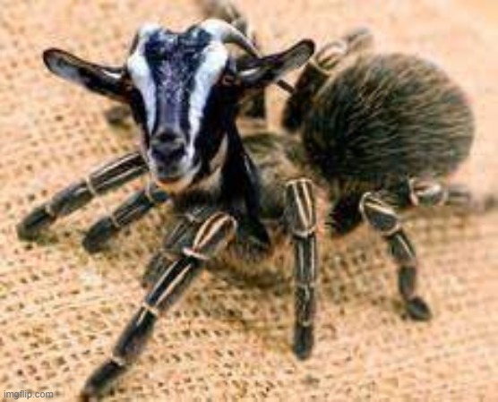 photosherp | image tagged in tags | made w/ Imgflip meme maker