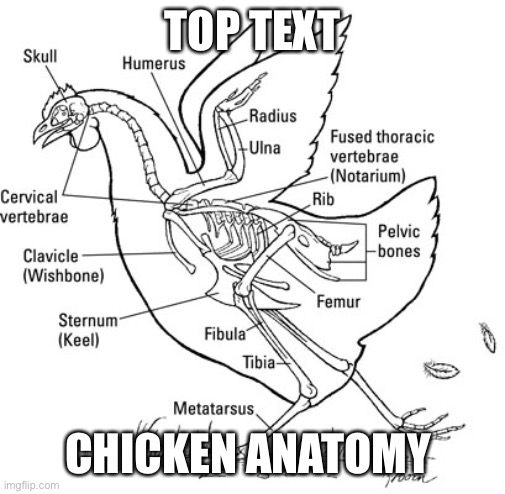 Shit post | TOP TEXT; CHICKEN ANATOMY | image tagged in demisexual_sponge | made w/ Imgflip meme maker
