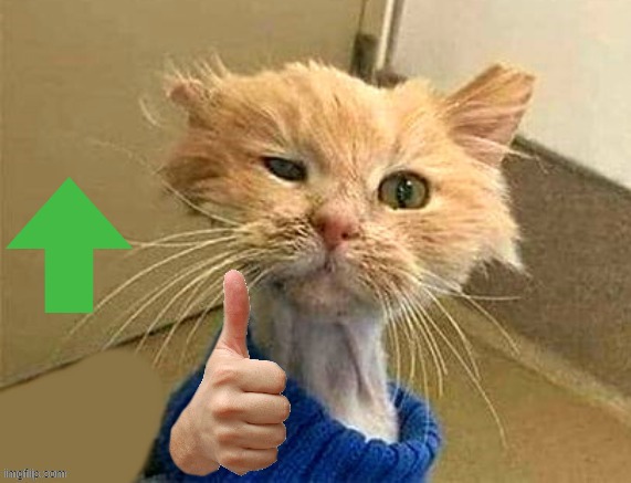 thumb cat | image tagged in thumb cat | made w/ Imgflip meme maker