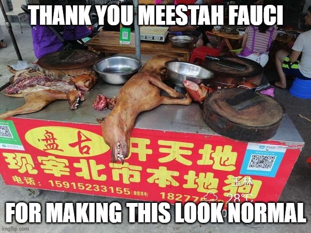 No! Bad! That's not food! | THANK YOU MEESTAH FAUCI; FOR MAKING THIS LOOK NORMAL | image tagged in dr fauci,beagles,memes,eating dogs | made w/ Imgflip meme maker