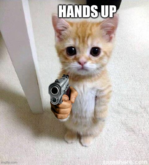 Cute Cat Meme | HANDS UP | image tagged in memes,cute cat | made w/ Imgflip meme maker