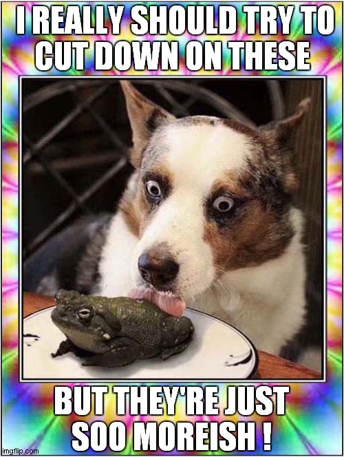 This Dog Loves Cane Toads ! | I REALLY SHOULD TRY TO
CUT DOWN ON THESE; BUT THEY'RE JUST
SOO MOREISH ! | image tagged in fun,dogs,cane toads,hallucinate,psychedelic | made w/ Imgflip meme maker