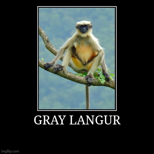 Gray Langur | GRAY LANGUR | | image tagged in demotivationals,monkey | made w/ Imgflip demotivational maker