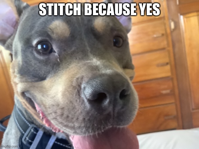 You should know who this guy is | STITCH BECAUSE YES | image tagged in cute | made w/ Imgflip meme maker