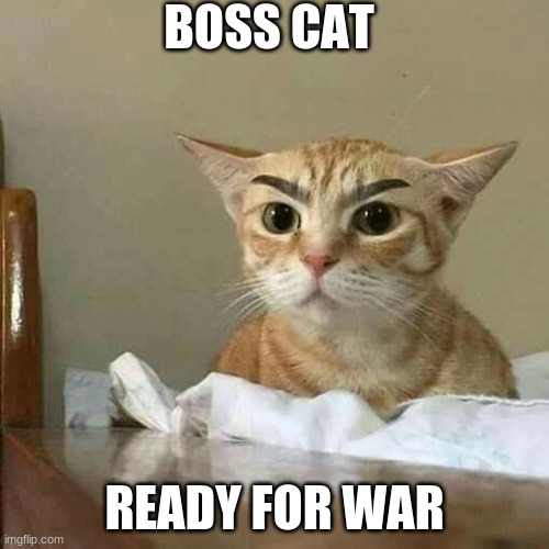 Boss cat >:3 | BOSS CAT; READY FOR WAR | image tagged in boss,cat,grumpy cat | made w/ Imgflip meme maker