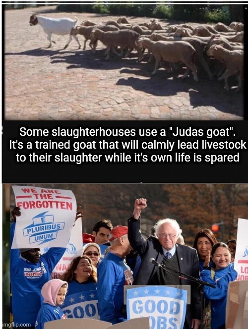 Billy Goat Bernie Leading The Goats To The Slaughterhouse | Some slaughterhouses use a "Judas goat". It's a trained goat that will calmly lead livestock to their slaughter while it's own life is spared | image tagged in slaughter,house,bernie sanders,sheeple | made w/ Imgflip meme maker