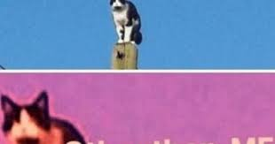 High Quality cat on pole Blank Meme Template