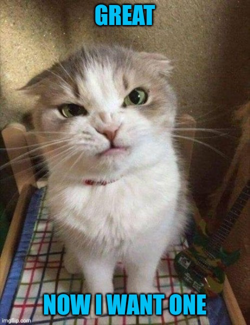 Angry cat | GREAT NOW I WANT ONE | image tagged in angry cat | made w/ Imgflip meme maker