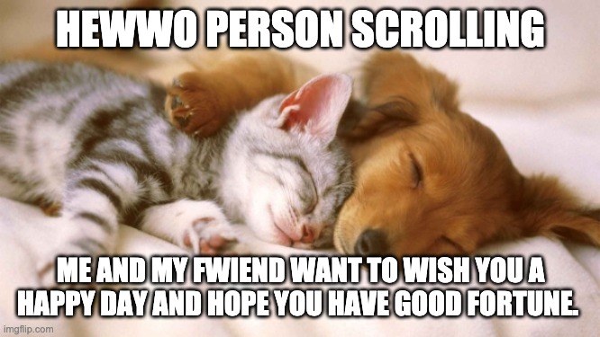 cats and dogs sleeping together | HEWWO PERSON SCROLLING; ME AND MY FWIEND WANT TO WISH YOU A HAPPY DAY AND HOPE YOU HAVE GOOD FORTUNE. | image tagged in cats and dogs sleeping together | made w/ Imgflip meme maker